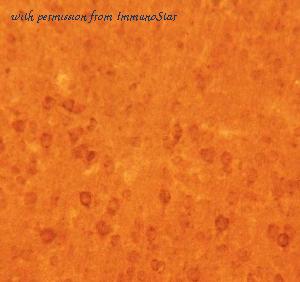 ImmunoStar 24506 image 1
