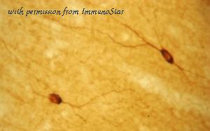 ImmunoStar 24431 image 1