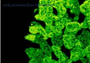 ImmunoStar 20086 image 1