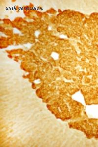 ImmunoStar 20041 image 1