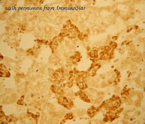 ImmunoStar 20042 image 1