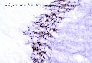 ImmunoStar 20094 image 1