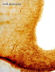 ImmunoStar 20075 image 1