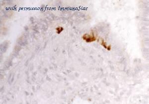 ImmunoStar 20073 image 1