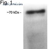 Invitrogen MA1-050 image 2