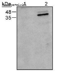 Invitrogen MA1-16842 image 1