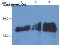 Invitrogen MA1-19047 image 1
