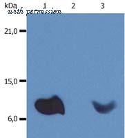 Invitrogen MA1-19141 image 1