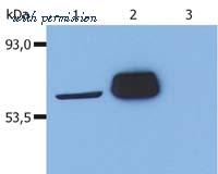 Invitrogen MA1-19197 image 1