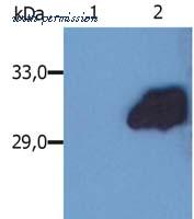 Invitrogen MA1-19373 image 1
