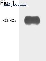 Invitrogen MA1-216 image 1