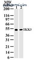 Invitrogen MA1-41046 image 1
