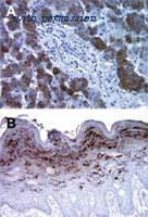 Invitrogen MA1-41108 image 2