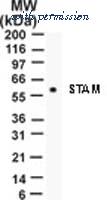 Invitrogen MA1-41179 image 1