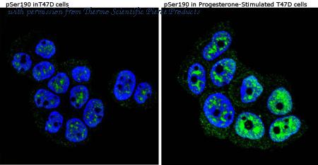Invitrogen MA1-413 image 1