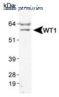 Invitrogen MA1-46028 image 1