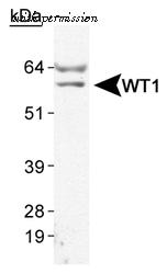 Invitrogen MA1-46028 image 2