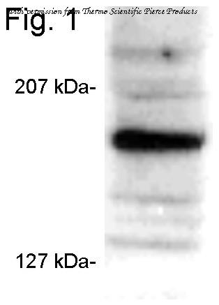 Invitrogen MA1-845 image 1