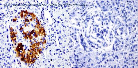 Invitrogen MA1-845 image 2