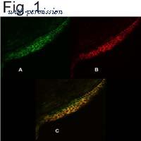 Invitrogen MA1-914 image 3