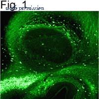Invitrogen MA1-940 image 1