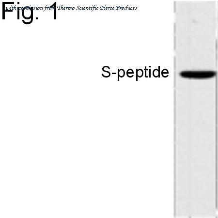 Invitrogen MA1-981 image 1