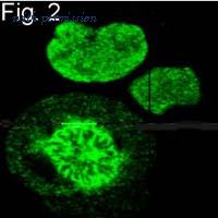 Invitrogen MA1-981 image 2