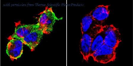 Invitrogen MA3-024 image 1