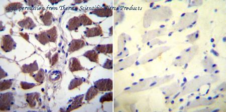 Invitrogen MA3-024 image 2