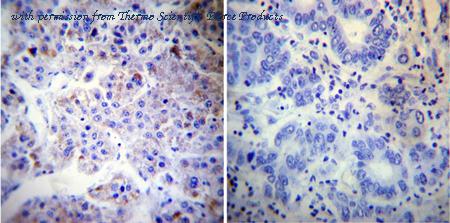 Invitrogen MA3-027 image 1