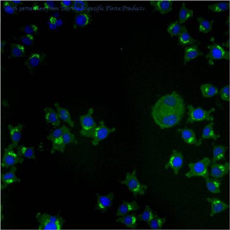 Invitrogen MA3-063 image 1