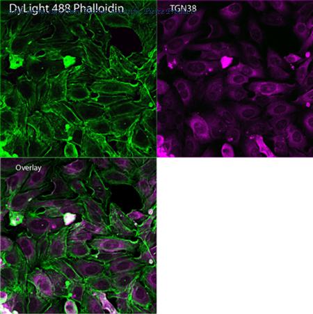 Invitrogen MA3-063 image 2