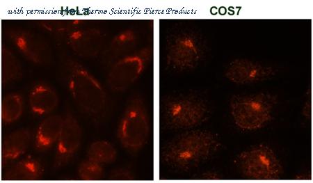 Invitrogen MA3-063 image 3