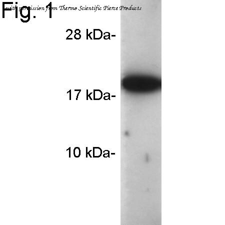 Invitrogen PA1-025 image 1