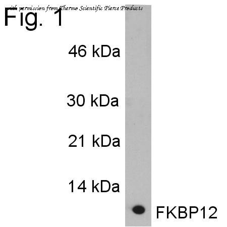 Invitrogen PA1-026A image 1