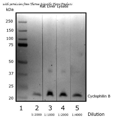 Invitrogen PA1-027A image 1