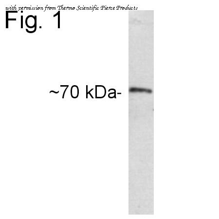 Invitrogen PA1-050 image 1