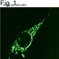 Invitrogen PA1-061 image 1