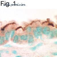 Invitrogen PA1-090 image 1
