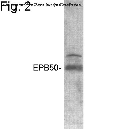Invitrogen PA1-090 image 2