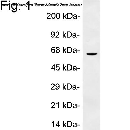 Invitrogen PA1-1051 image 1
