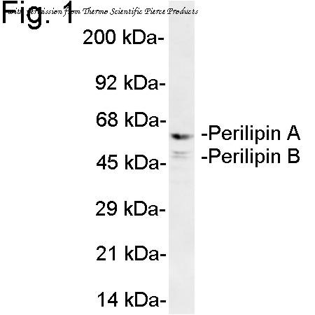 Invitrogen PA1-1052 image 1