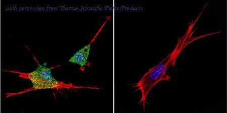 Invitrogen MA1-13003 image 2