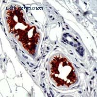 Invitrogen MA1-39483 image 1