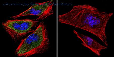 Invitrogen MA1-846 image 1