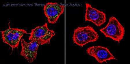 Invitrogen MA1-846 image 2