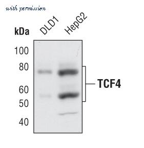 Invitrogen MA5-14975 image 1