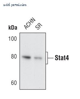Invitrogen MA5-14976 image 1