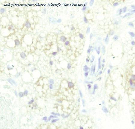 Invitrogen MA5-14990 image 1