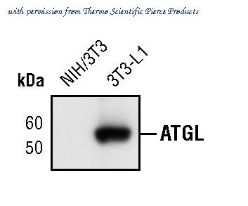 Invitrogen MA5-14990 image 3